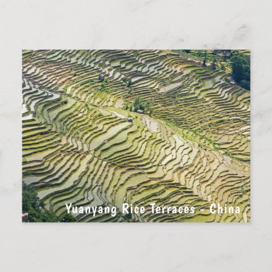 Famous yuanyang Rice Terraces - Yunnan, China Briefkaart (Voorkant)
