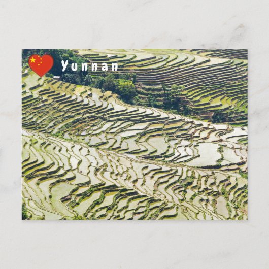 Famous yuanyang Rice Terraces - Yunnan, China Briefkaart (Voorkant)