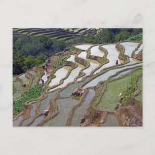 Famous yuanyang Rice Terraces - Yunnan, China Briefkaart