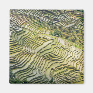 Famous yuanyang Rice Terraces - Yunnan, China Magneet