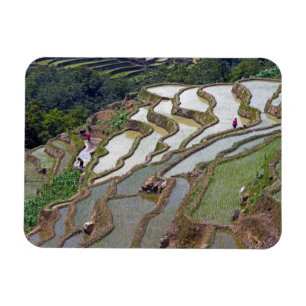 Famous yuanyang Rice Terraces - Yunnan, China Magneet