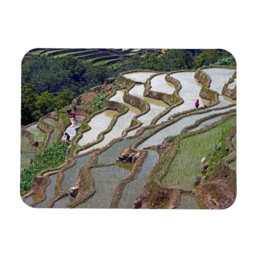 Famous yuanyang Rice Terraces - Yunnan, China Magneet (Horizontaal)