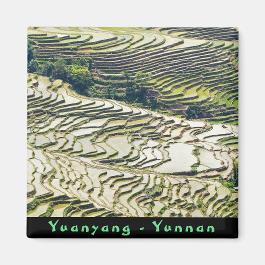 Famous yuanyang Rice Terraces - Yunnan, China Magneet (Voorkant)