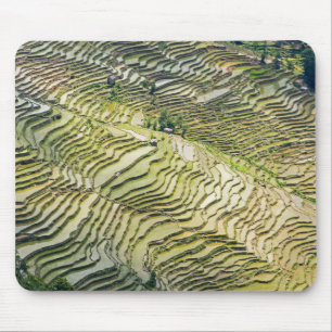 Famous yuanyang Rice Terraces - Yunnan, China Muismat