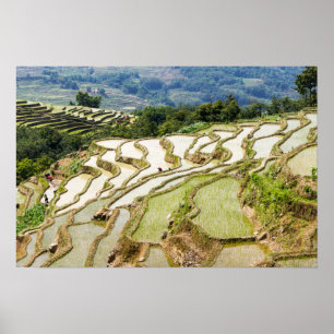 Famous yuanyang Rice Terraces - Yunnan, China Poster