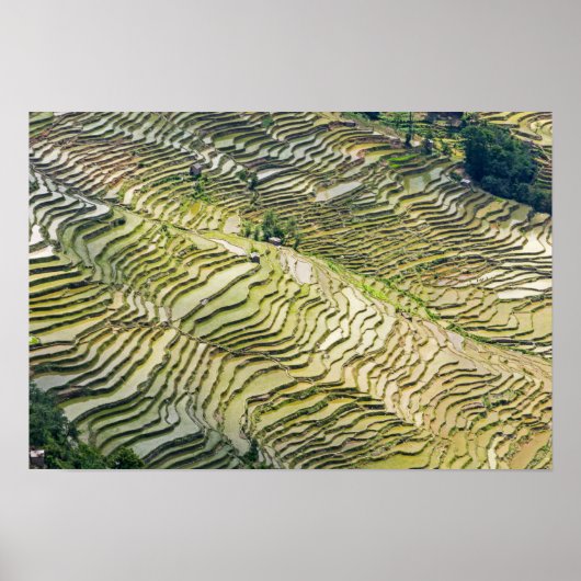 Famous yuanyang Rice Terraces - Yunnan, China Poster (Voorkant)