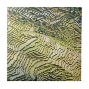 Famous yuanyang Rice Terraces - Yunnan, China Tegeltje