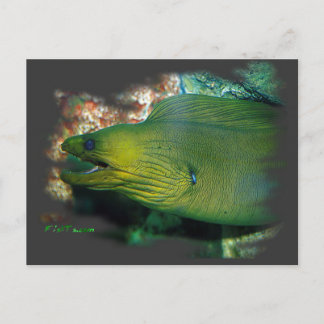 Famouse Green Moray Eel Briefkaart