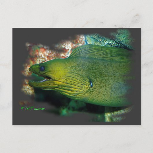 Famouse Green Moray Eel Briefkaart (Voorkant)