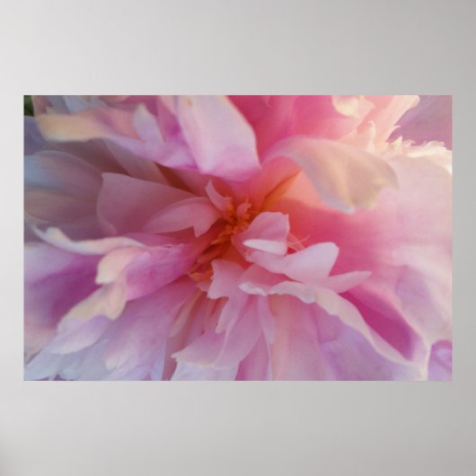 Fanciful Peachy-Pink Peony: groot formaat afdrukke Poster (Voorkant)