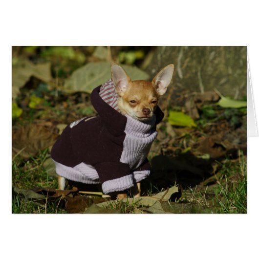 Fancy Chihuahua (Voorkant Horizontaal)