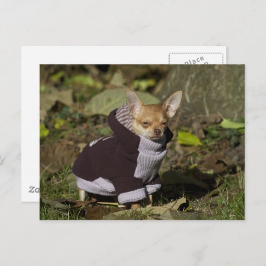 Fancy Chihuahua Briefkaart (Voorkant / Achterkant)