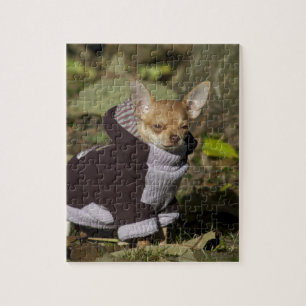Fancy Chihuahua Legpuzzel