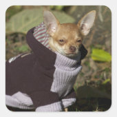 Fancy Chihuahua Vierkante Sticker (Voorkant)