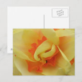 Fancy Daffodil Briefkaart (Voorkant / Achterkant)