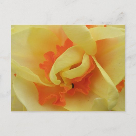 Fancy Daffodil Briefkaart (Voorkant)