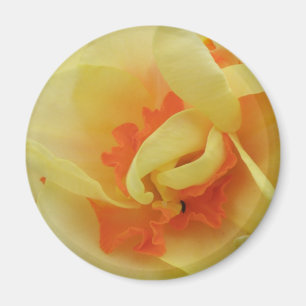 Fancy Daffodil Magnet