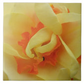 Fancy Daffodil Tile Tegeltje (Voorkant)