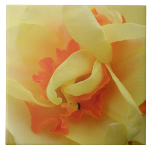 Fancy Daffodil Tile Tegeltje (Voorkant)