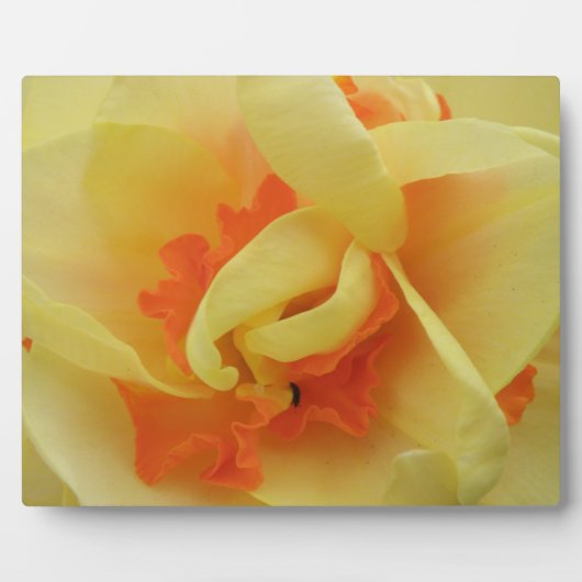 Fancy Daffodilplaque Fotoplaat (Voorkant)
