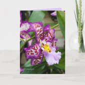 Fancy Dame Orchid Kaart (Voorkant)