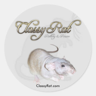 Fancy exotische pet-ratten voor classyraatbatterij ronde sticker