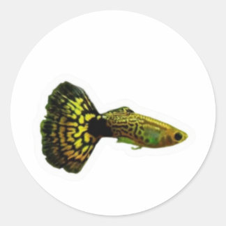 Fancy Gele Cobra Guppy Vissticker, Exotisch Aqua Ronde Sticker