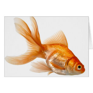 Fancy goudvis