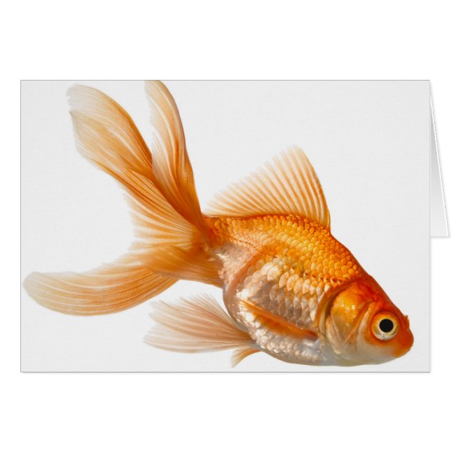 Fancy goudvis (Voorkant Horizontaal)