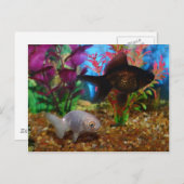 Fancy goudvis Lionhead Black Moor Briefkaart (Voorkant / Achterkant)