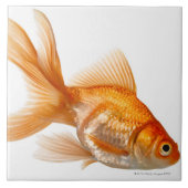 Fancy goudvis tegeltje (Voorkant)
