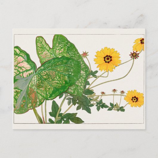 Fancy kaladium, Coreopsis door Tanigami Konan Briefkaart (Voorkant)