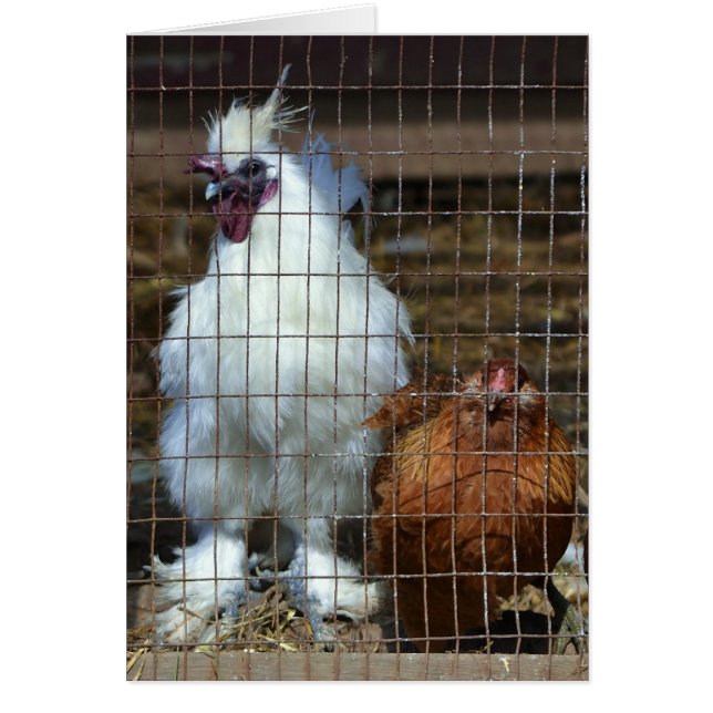 Fancy kippen (Voorkant)