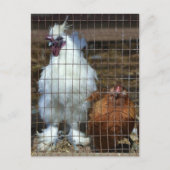 Fancy kippen briefkaart (Voorkant)