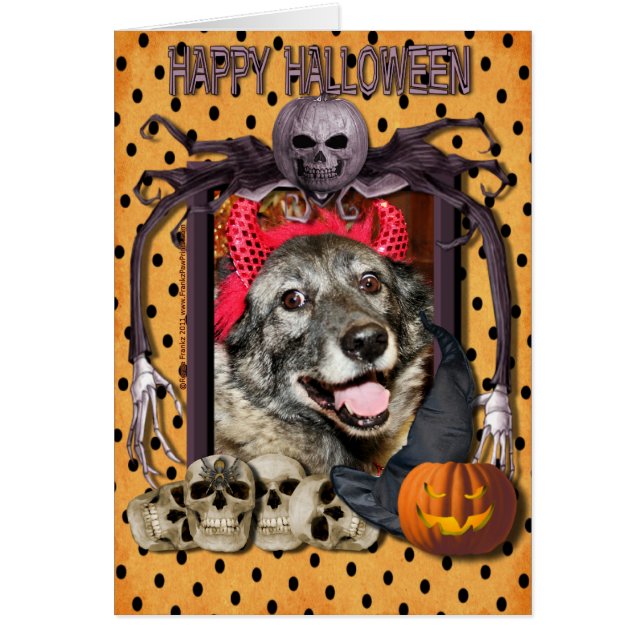 Fancy - Noors Elkhound - Salsman (Voorkant)