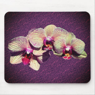 Fancy Orchid Flowers Muismat