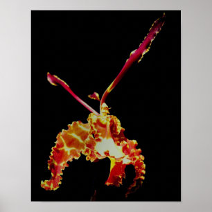 Fancy orchideeënbloem poster