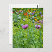 Fancy paars papaver briefkaart (Voorkant / Achterkant)