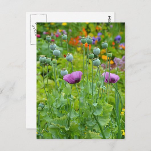 Fancy paars papaver briefkaart (Voorkant / Achterkant)