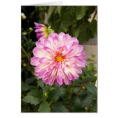 Fancy Paarse en witte Dahlia Blank Kaart (Voorkant)