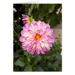 Fancy Paarse en witte Dahlia Blank Kaart