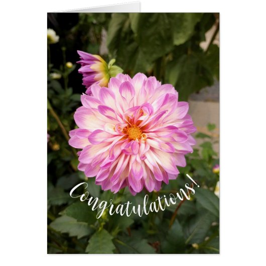 Fancy Paarse en Witte Dahlia Gefeliciteerd Kaart (Voorkant)