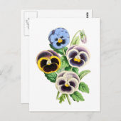 Fancy Pansies  illustratie Briefkaart (Voorkant / Achterkant)