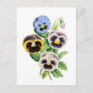 Fancy Pansies  illustratie Briefkaart