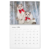 Fancy Rags Ragdoll Cat Calendar Kalender (Jan 2026)