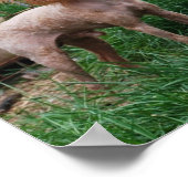 Fancy rode Abrikozen Speelgoed poedel jongen Poster (Hoek)