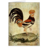 Fancy Rooster (Voorkant)