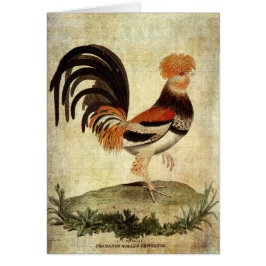Fancy Rooster