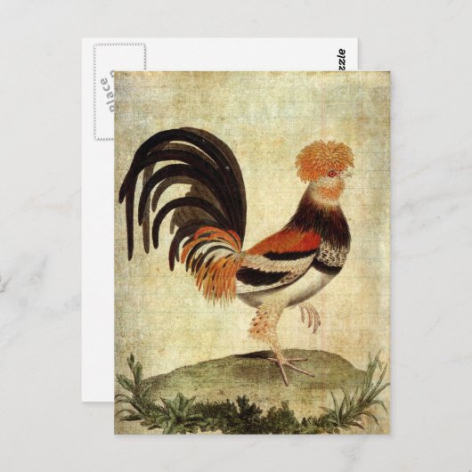 Fancy Rooster Briefkaart (Voorkant / Achterkant)