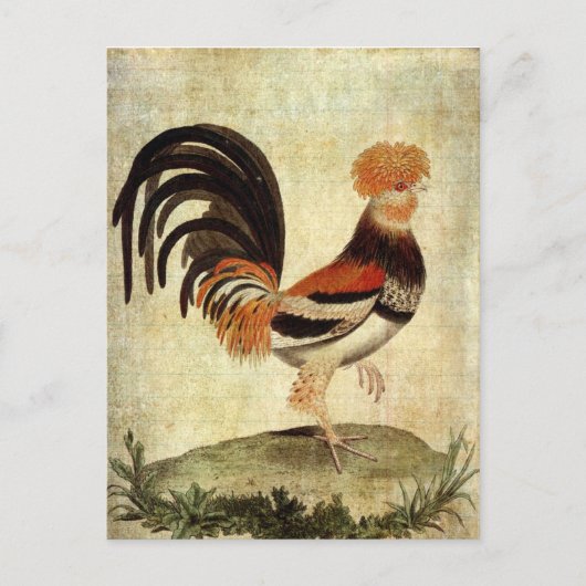 Fancy Rooster Briefkaart (Voorkant)